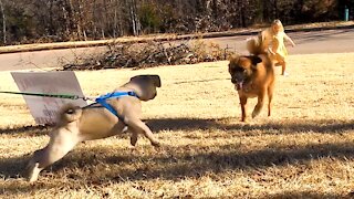 Pug Puppy meets our Rescue Dog for First Time