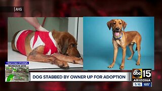 Dog stabbed by owner up for adoption