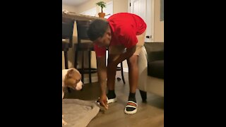 Dog tackles difficult patience challenge with flawless perfection