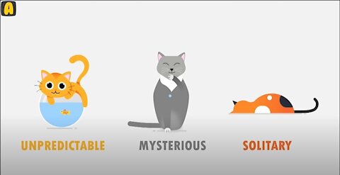 For Cat Lovers🐱! Cat Language Explained