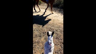 Blossom likes horses