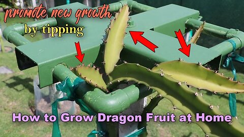 How to tip a trellising Dragon Fruit | Growing Dragon Fruit at Home