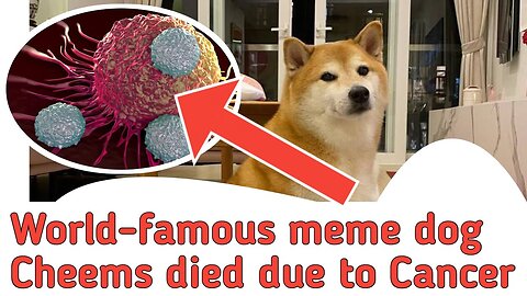 World-famous meme dog Cheems dead due to Cancer as tributes flood internet for ‘Ironic Doge | meme