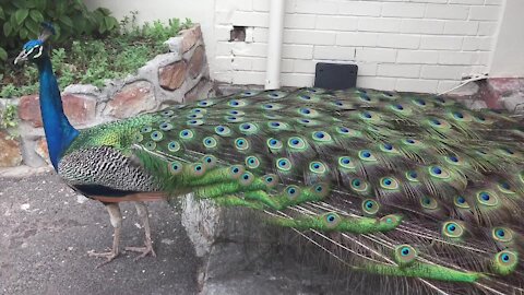 SOUTH AFRICA - Cape Town - Peacocks in Clovelley (Video) (jj7)