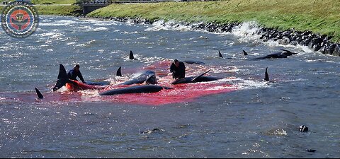 Video 1 - 8 Pilot whales killed in Faroe Islands Bloodsport - August 19, 2023
