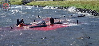 Video 1 - 8 Pilot whales killed in Faroe Islands Bloodsport - August 19, 2023