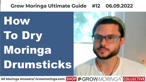 How To Dry Moringa Drumsticks for Seeds to Grow Trees and Prepare for Cold-Press Moringa Seed Oil