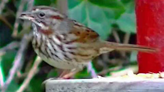 IECV NV #185 - 👀 Song Sparrow And A Dark Eyed Junco At The End 2-11-2016