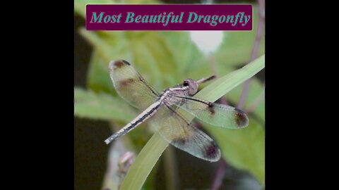 Most Beautiful Dragonfly Part 3 | Skyhunter | Sri Lankan Dragonfly