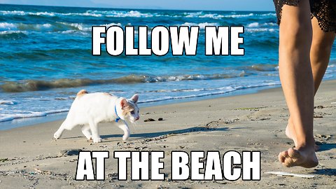 Cat Following Owner At The Beach! Cats do that?
