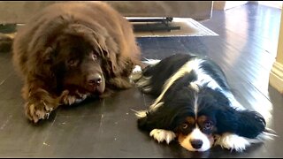 Newfie & Cavalier Friends Adorably Chill Together