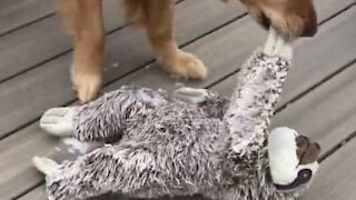 Cão tenta “salvar” o seu brinquedo favorito