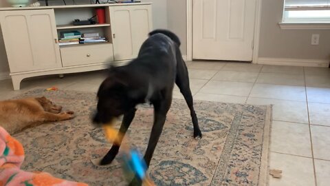 Energetic dog shakes new toy in excitement