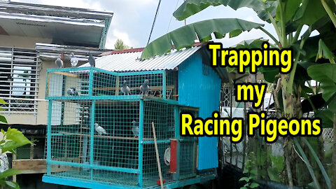 Racing Pigeon Trapping