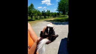 Baby Skunk learning to play