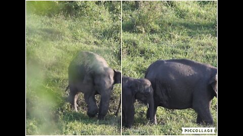 elephant with his beautiful children