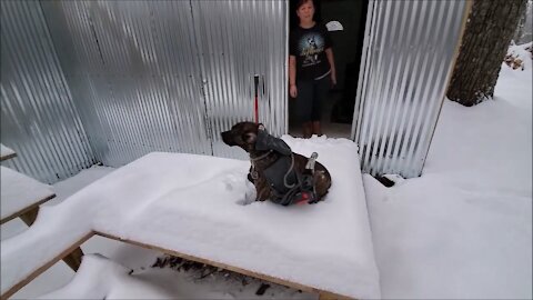 Dog Builds Off Grid Cabin During Blizzard