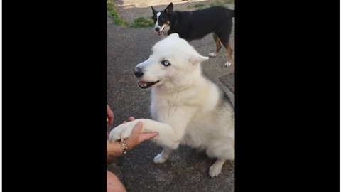 Howling dog throws tempter tantrum for BBQ