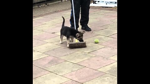 German Shepherd puppy repeatedly attacks broom