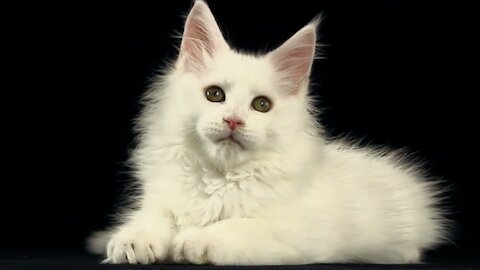 Maine Coon kitten 9 weeks old.