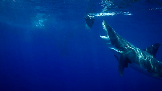 Great White Shark Breaches Caught On Camera