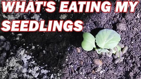 What's eating my seedlings | garden pest control