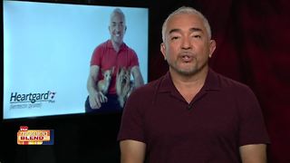 Heart Worms With Cesar Millan