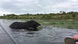 Elefante diventa aggressivo con i turisti di una barca