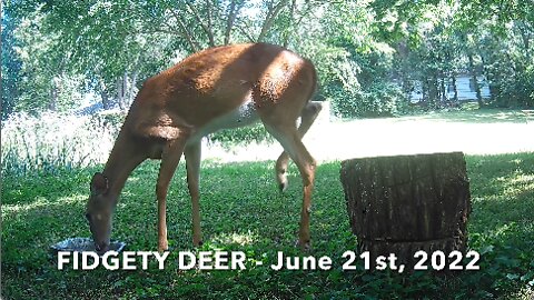 Fidgety Deer - June 21st, 2022