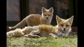 Cherry Hills Village doctor finds an escape by photographing local fox family