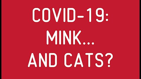 COVID-19: Mink... And Cats?