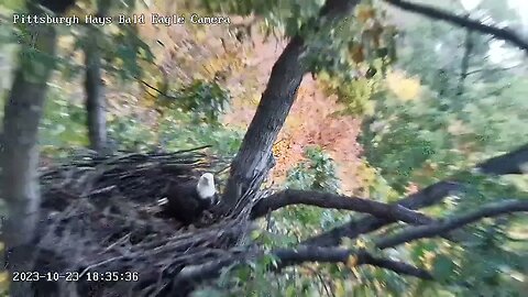 Hays Eagles V moves a stick near the right trunk-perhaps trying to fill in the gap? 10-23-2023 18:34