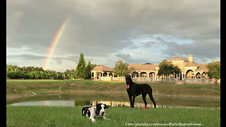 Great Dane & puppy play under majestic rainbow