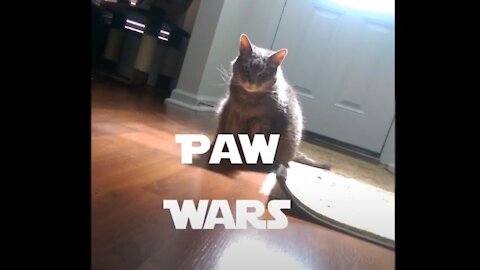 Paw Wars 2016