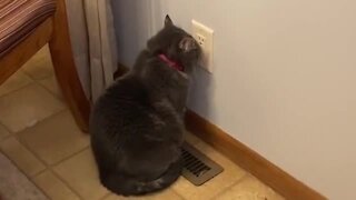Cold Kitty Sits Calmly On Heater Vent