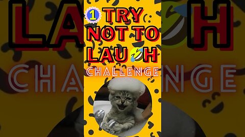 Try not to laugh challenge#kitten #trynottolaugh #animals