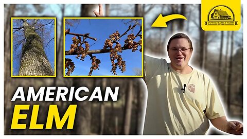 Does American Elm Help Honeybees and Beneficial Insects?