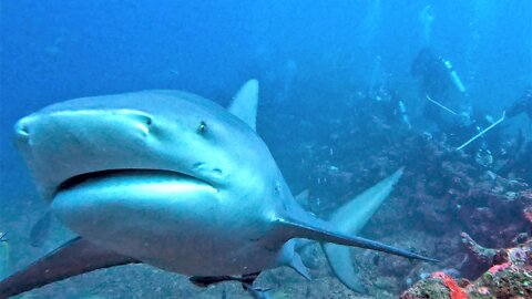 Fiji: A world of secret waterfalls, hungry sharks, and indescribable beauty