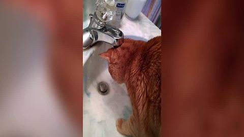 Funny Cat Tries to Fight Water