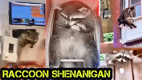 Raccoon Shenanigans