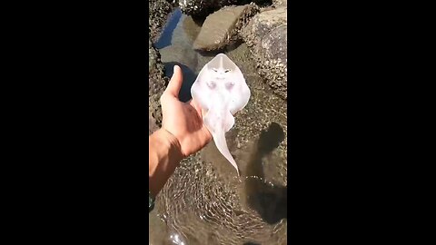 A happy ending - Watch the inspiring rescue of these stingray fish 🐡 #shorts