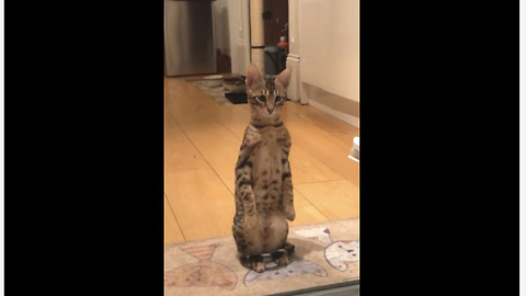 Cat Pulls Off Flawless Impression Channeling Her Inner Meerkat