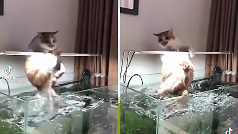 Funny Cat Surfing Indoors