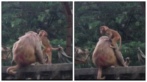 Baby Monkey wants to get on her mommy's back.