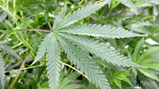 Florida House members warn about dangers of marijuana