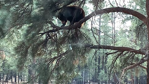 Black Bear in a Tree - Arizona