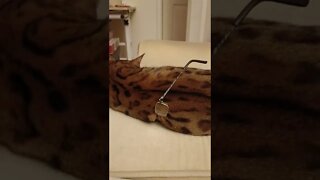 Bengal cat sleeping on spectacles #funnycat #bengalcat #cathatesglasses