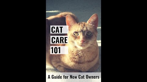 101:Cats for beginners