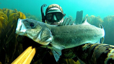 Spearfishing 🐟 🐠 Mackerel and Sea Bass on my Homemade Speargun