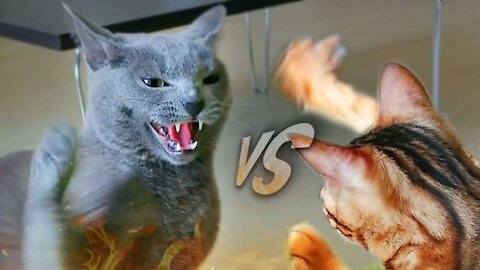 Best Funny Cat Fight Compilation